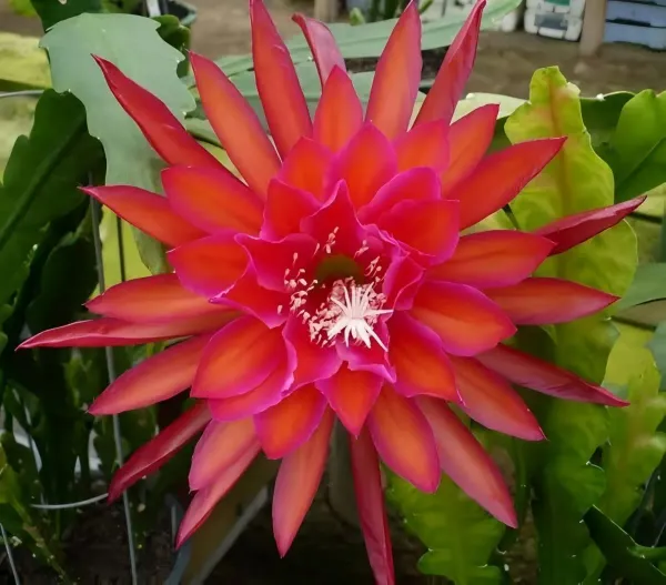 Bramha_Kamal_Organic_Brahma_Plant