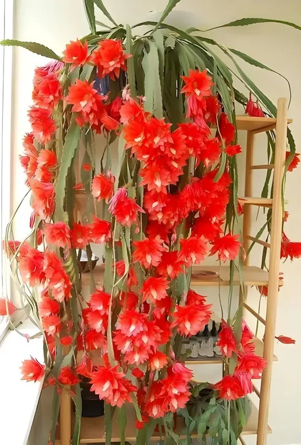 Bramha_Kamal_Organic_Brahma_Plant