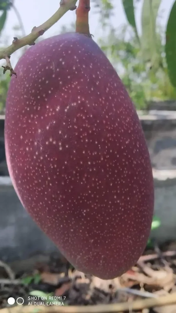 Chyang_Ornamental_Mango_Plant_Organic