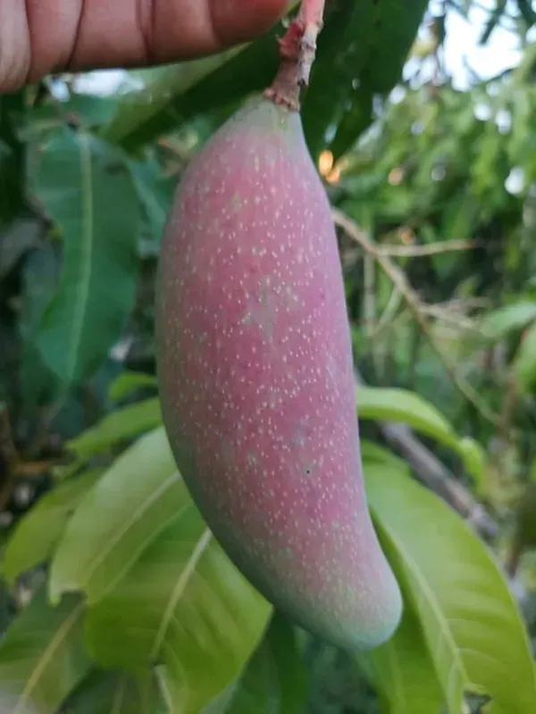 Chyang_Ornamental_Mango_Plant_Organic