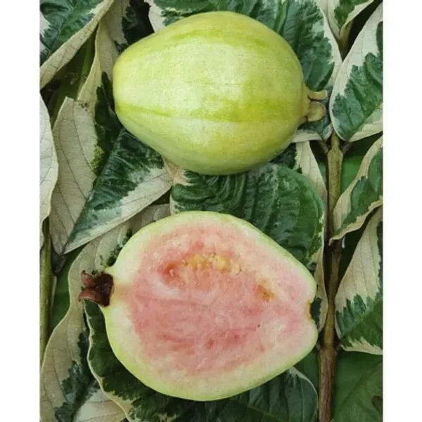 Verigated_Guava___Organic_Plant_For_Home