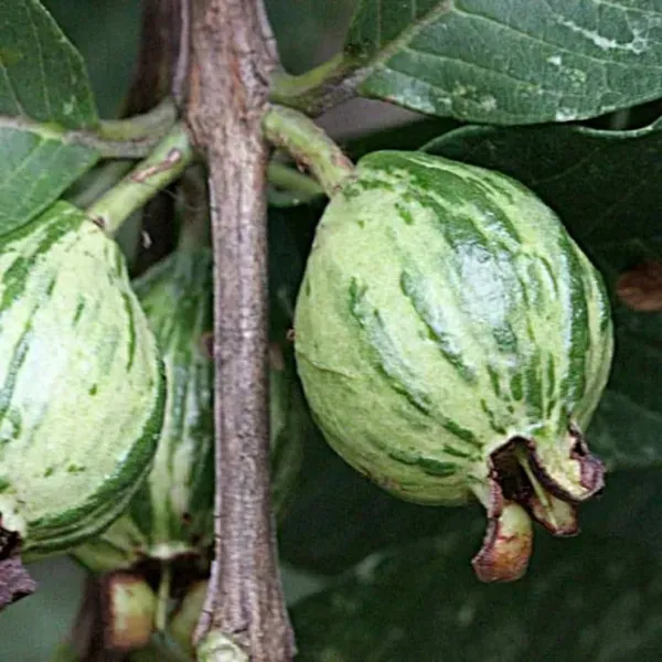 Verigated_Guava___Organic_Plant_For_Home