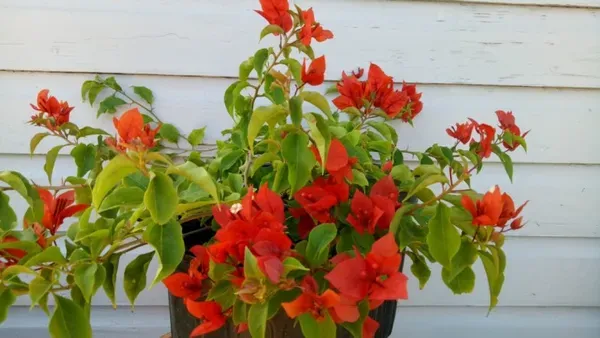 Tomato_Bougainvilea_Organic_Bougainvillea_Plant