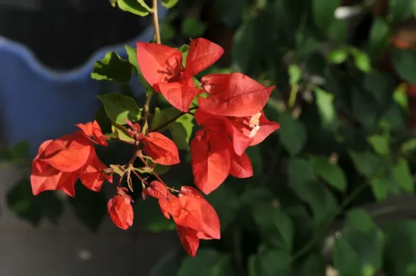 Tomato_Bougainvilea_Organic_Bougainvillea_Plant
