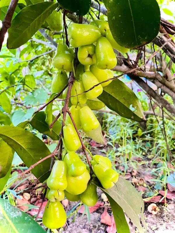 Green_Water_Apple_Organic_Plant