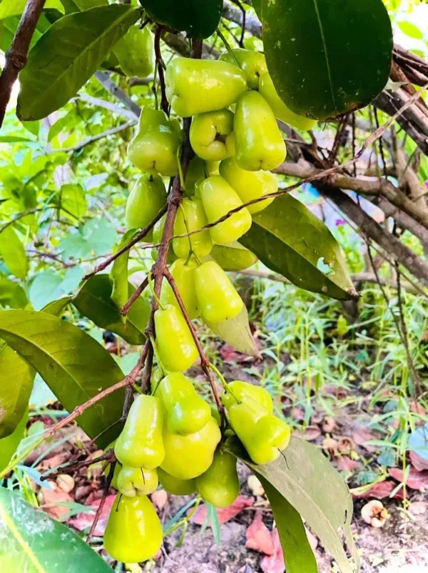 Green_Water_Apple_Organic_Plant