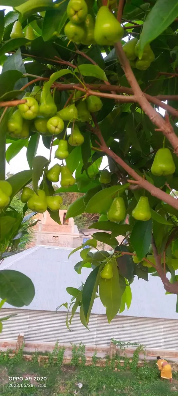 Green_Water_Apple_Organic_Plant