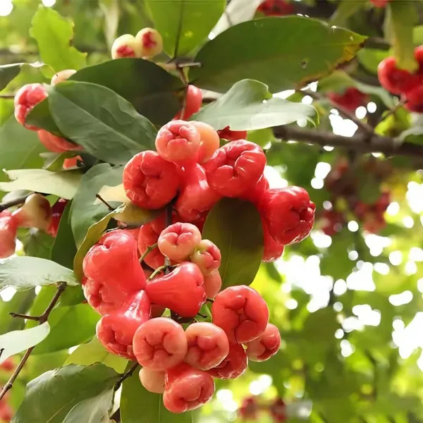 Ornamental_Water_Apple_Plant_Organic
