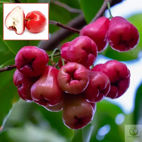 Ornamental_Water_Apple_Plant_Organic