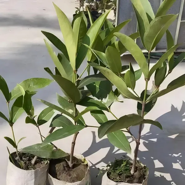 Ornamental_Water_Apple_Plant_Organic