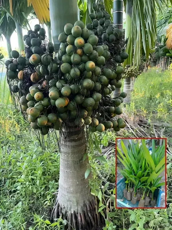 Given_Betel_Garden_Organic_Plant