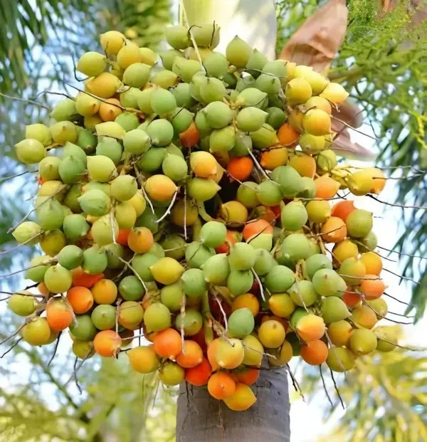 Given_Betel_Garden_Organic_Plant