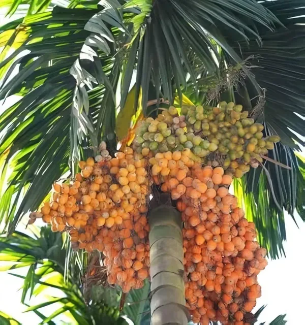 Given_Betel_Garden_Organic_Plant