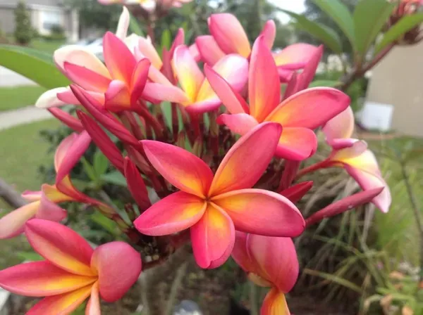Plumeria_Candy_Haze_Organic_Plant