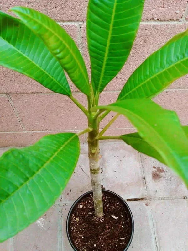 Plumeria_Candy_Haze_Organic_Plant