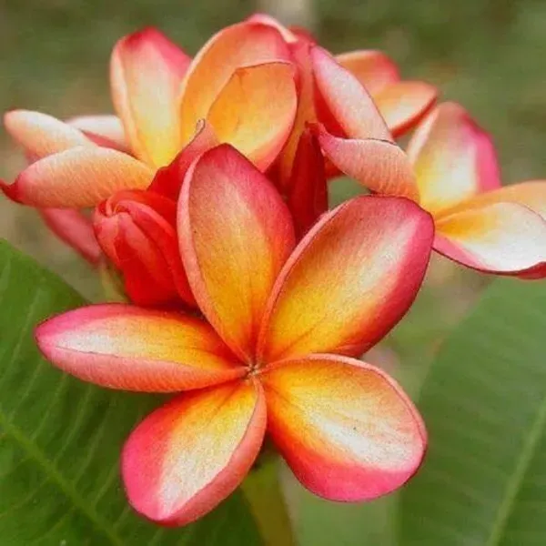 Plumeria_Candy_Haze_Organic_Plant