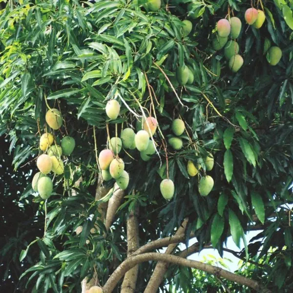 Govind_Vogg_Mango_Plant_Organic