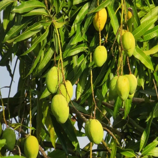 Govind_Vogg_Mango_Plant_Organic
