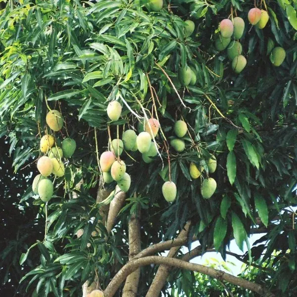 Govind_Vogg_Mango_Plant_Organic