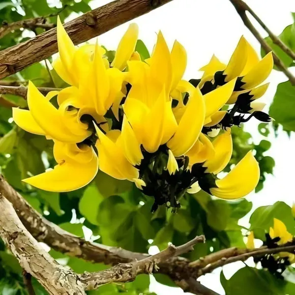 Yellow_Palash_Organic_Plant_For_Home