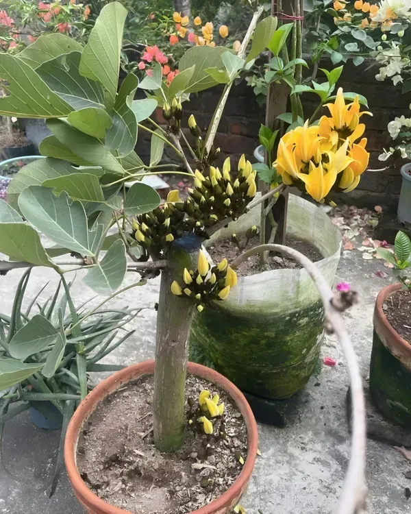 Yellow_Palash_Organic_Plant_For_Home