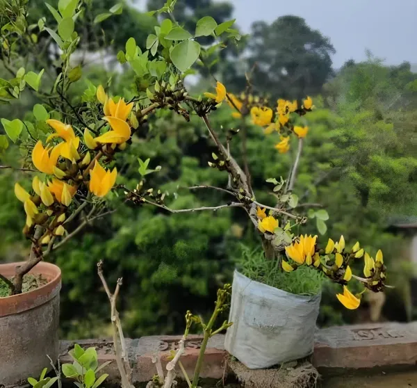 Yellow_Palash_Organic_Plant_For_Home