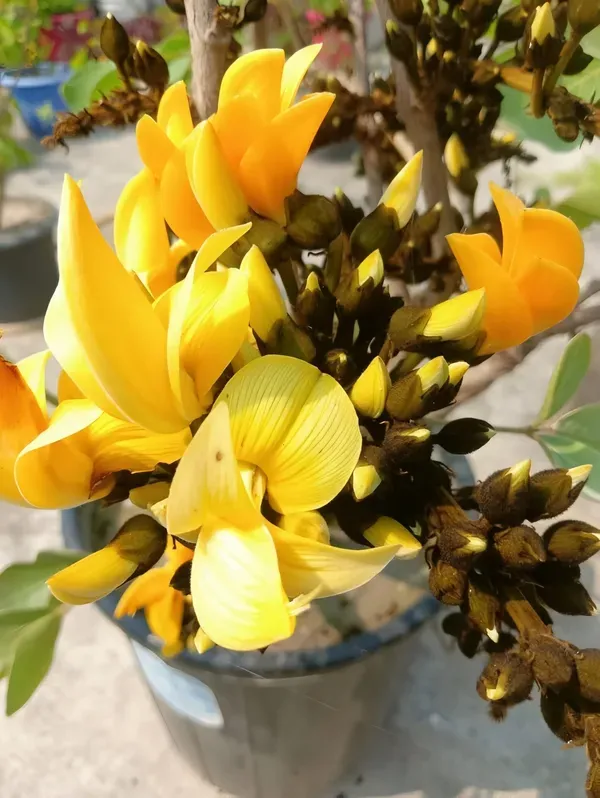 Yellow_Palash_Organic_Plant_For_Home