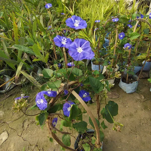 Blue_Star_Creeper_Plant_Organic