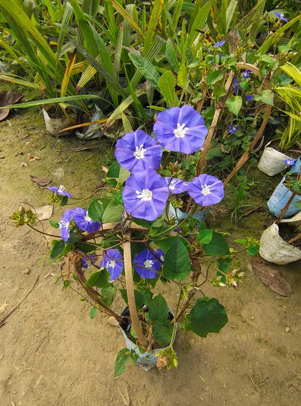 Blue_Star_Creeper_Plant_Organic