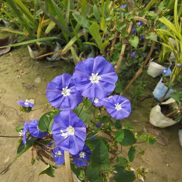 Blue_Star_Creeper_Plant_Organic