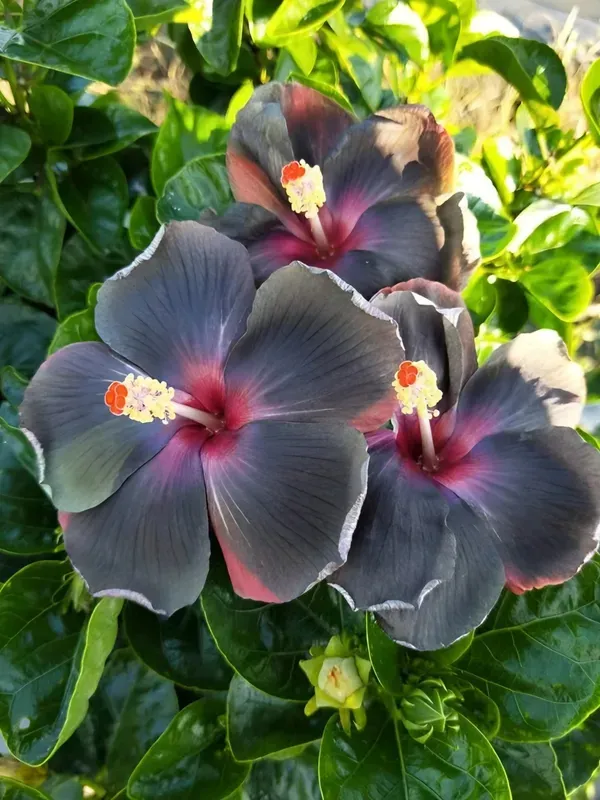 Black_Hibiscus___Organic_Plant_For_Home