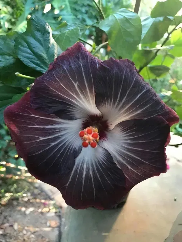 Black_Hibiscus___Organic_Plant_For_Home