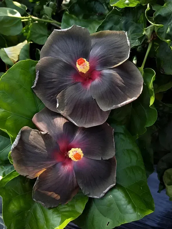 Black_Hibiscus___Organic_Plant_For_Home