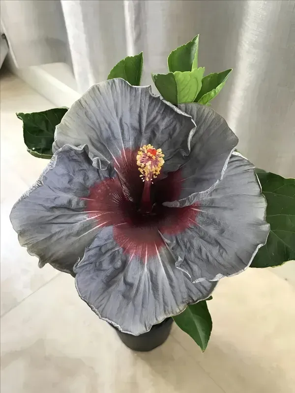 Black_Hibiscus___Organic_Plant_For_Home