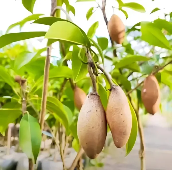 Banana_Chiku___Organic_Plant_For_Home