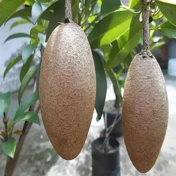 Banana_Chiku___Organic_Plant_For_Home