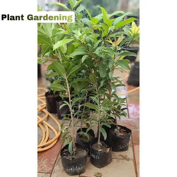 Banana_Chiku___Organic_Plant_For_Home