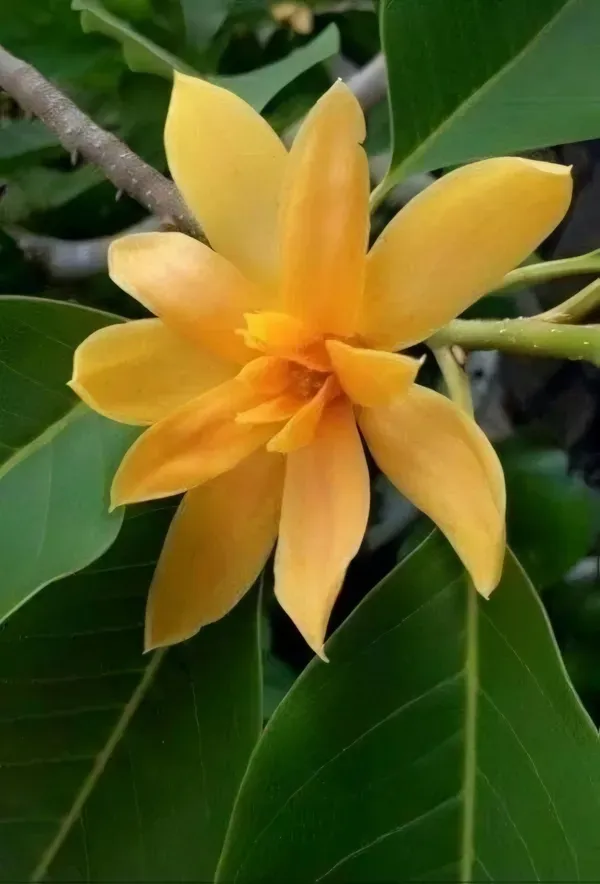 Chapma_Organic_Swarna_Champa_Plant