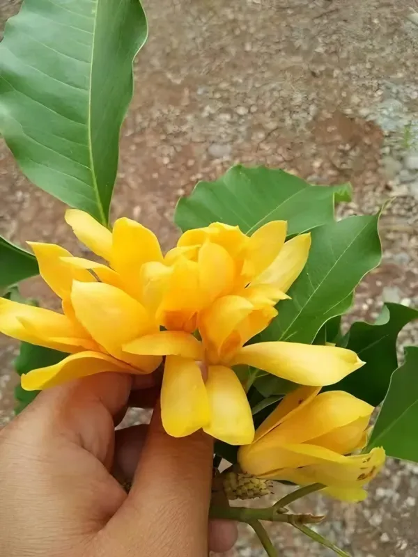 Chapma_Organic_Swarna_Champa_Plant