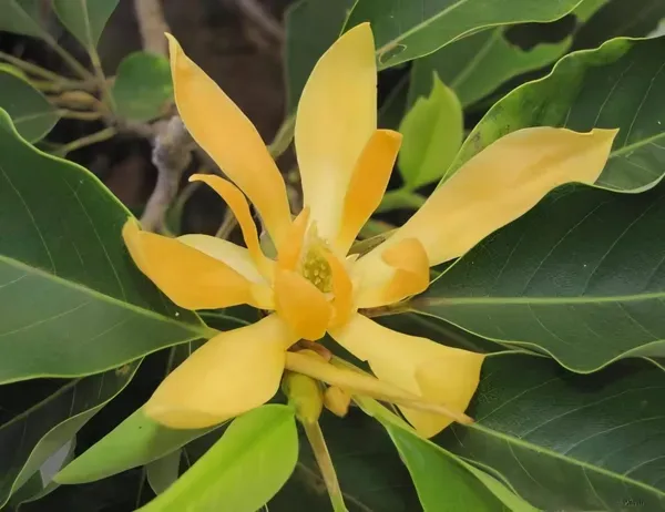 Chapma_Organic_Swarna_Champa_Plant