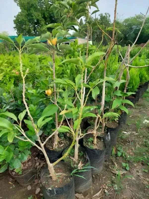 Chapma_Organic_Swarna_Champa_Plant