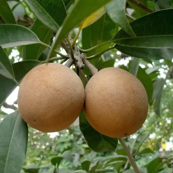 Cricket_Ball_Chiku_Organic_Plant