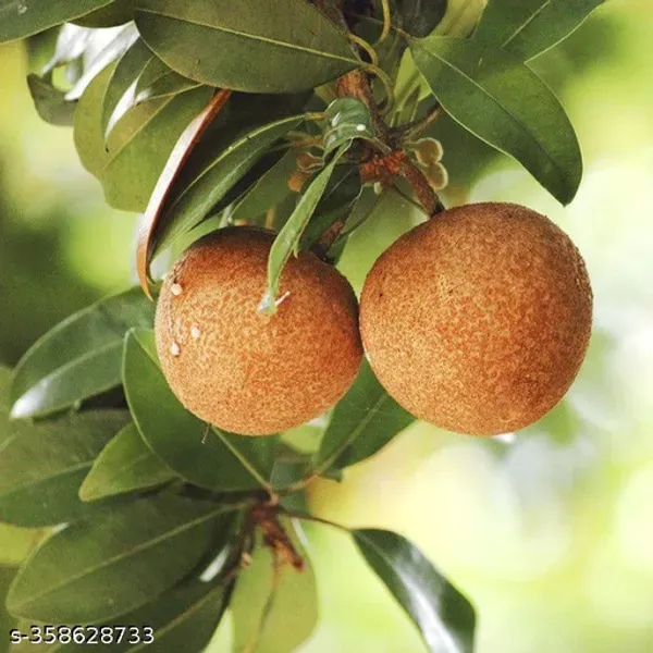 Cricket_Ball_Chiku_Organic_Plant