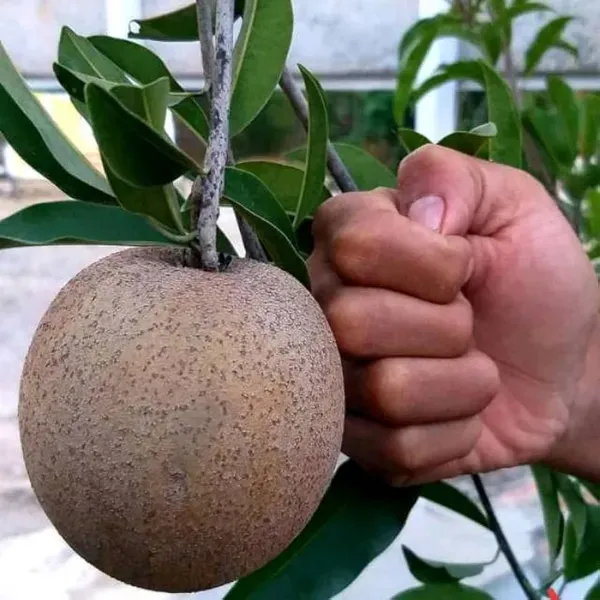 Cricket_Ball_Chiku_Organic_Plant