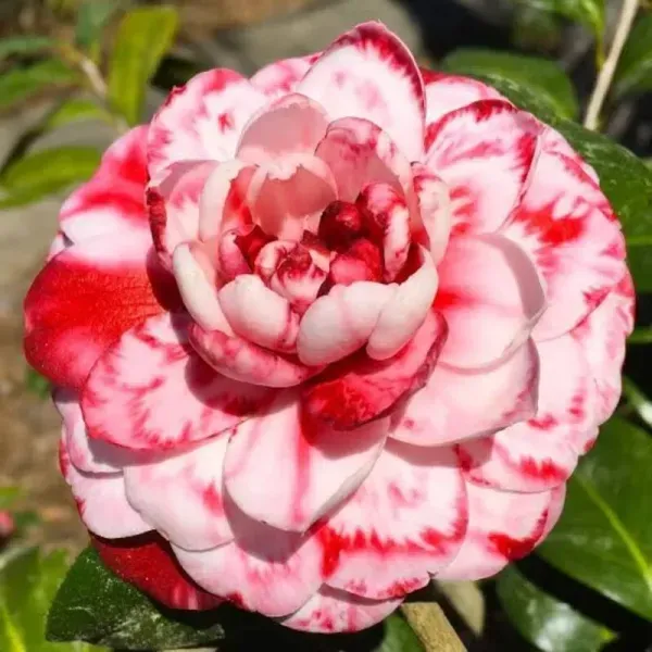 Camelia_Flower_Plant_Organic_Camellia