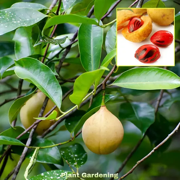 Jaifal_Live_Plant_Nutmeg_Organic