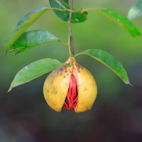 Jaifal_Live_Plant_Nutmeg_Organic