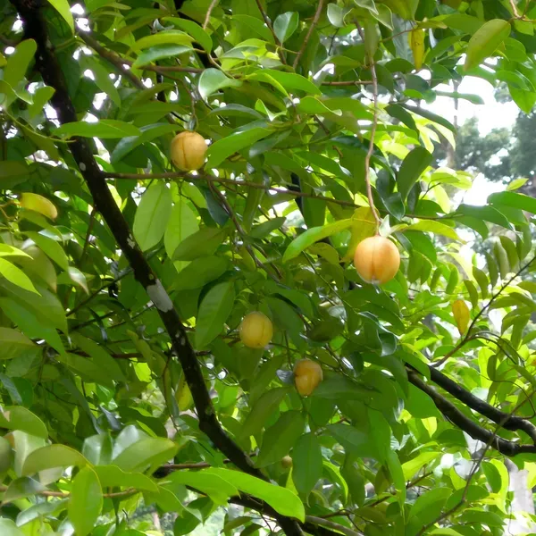 Jaifal_Live_Plant_Nutmeg_Organic