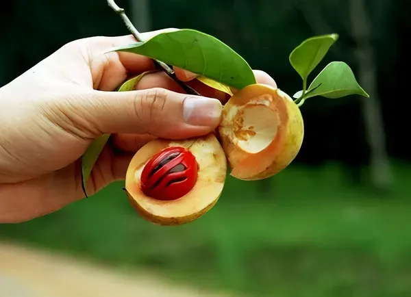 Jaifal_Live_Plant_Nutmeg_Organic