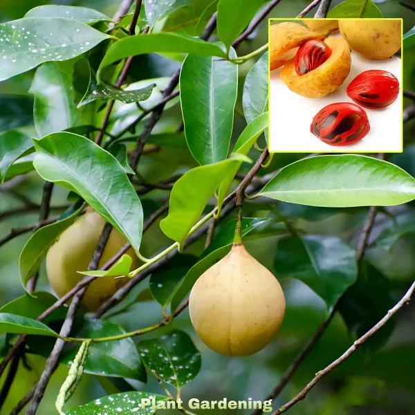 Jaifal_Live_Plant_Nutmeg_Organic